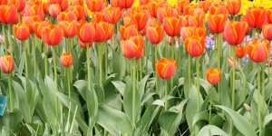 Beitragsbild des Blogbeitrags Amsterdam – Keukenhof 