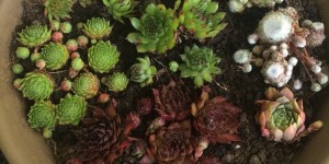 Beitragsbild des Blogbeitrags Dekorative Pflanzenideen für Balkon, Terrasse oder Garten – Hauswurze (Sempervivum)