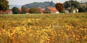 Beitragsbild des Blogbeitrags Steirisches Innviertel
