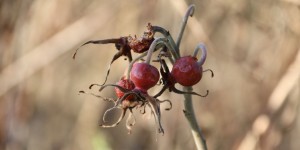 Beitragsbild des Blogbeitrags Hofrundgang Dezember – alles schläft, einsam wacht die mosauerin
