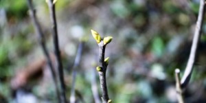 Beitragsbild des Blogbeitrags Hofrundgang Februar – ich kann den Frühling schon riechen!