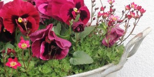 Beitragsbild des Blogbeitrags Hofrundgang April – Endlich Frühling im Innviertel!