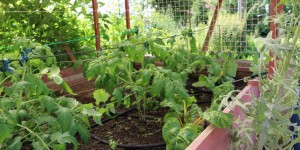 Beitragsbild des Blogbeitrags D’Mosauerin hat jetzt ein Hochbeet