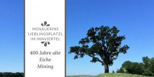 Beitragsbild des Blogbeitrags Mosauerins Lieblingsplatzl im Innviertel: 400 jährige Eiche in Mining