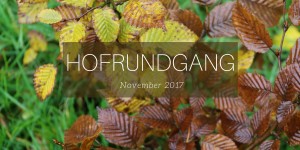 Beitragsbild des Blogbeitrags Hofrundgang November – Brrrr so koid!
