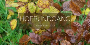 Beitragsbild des Blogbeitrags Hofrundgang November –  Brrrr so koid! 