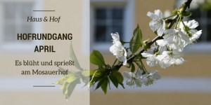 Beitragsbild des Blogbeitrags Hofrundgang April – Es blüht und sprießt am Mosauerhof