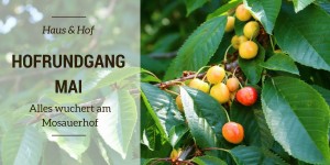 Beitragsbild des Blogbeitrags Hofrundgang Mai – Alles wuchert am Mosauerhof