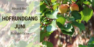 Beitragsbild des Blogbeitrags Hofrundgang Juni – Bald geht’s los