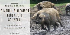Beitragsbild des Blogbeitrags Simandls Schweine Glück: Auf Hofbesuch bei den Wollschweinen in Roßbach 