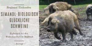 Beitragsbild des Blogbeitrags Simandls Schweine Glück: Auf Hofbesuch bei den Wollschweinen in Roßbach