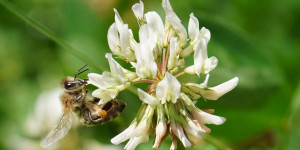 Beitragsbild des Blogbeitrags Die Wildbienenkönigin – Warum es cool ist, Wildbienen zu haben 