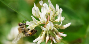 Beitragsbild des Blogbeitrags Die Wildbienenkönigin – Warum es cool ist, Wildbienen zu haben