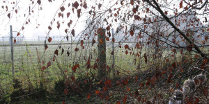 Beitragsbild des Blogbeitrags Ein gans normaler Morgen