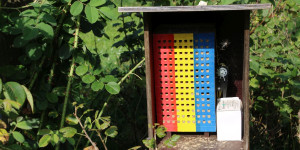 Beitragsbild des Blogbeitrags Die Wildbienenkönigin kehrt zurück!