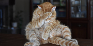 Beitragsbild des Blogbeitrags Oh no – Missgeschick!