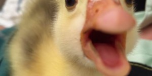 Beitragsbild des Blogbeitrags Bobo’s Geschichte
