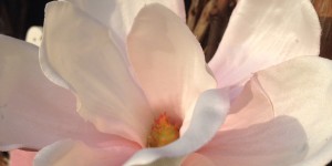 Beitragsbild des Blogbeitrags Stadl Deko – Welcome Spring