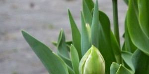 Beitragsbild des Blogbeitrags Meine Tulpen