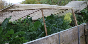 Beitragsbild des Blogbeitrags Mein Garten im Herbst