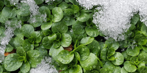 Beitragsbild des Blogbeitrags Der Garten im Jänner: Es geht schon wieder los! 