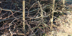 Beitragsbild des Blogbeitrags Meine Benjes Hecke