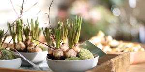 Beitragsbild des Blogbeitrags Der Garten im Februar: Runter von der Couch!