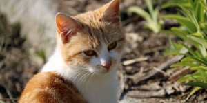 Beitragsbild des Blogbeitrags Mimi-unser Pünktchen