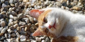 Beitragsbild des Blogbeitrags Lilly-unser Feinripp