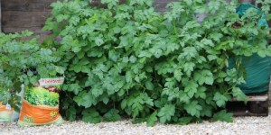 Beitragsbild des Blogbeitrags Erdäpfel- ein Update