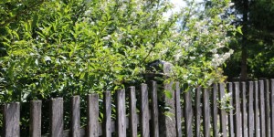 Beitragsbild des Blogbeitrags Hofrundgang im Juni – alles blüht und spießt und wächst und gedeiht