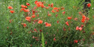 Beitragsbild des Blogbeitrags Hofrundgang im Juli – Oh diese Üppigkeit!