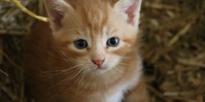 Beitragsbild des Blogbeitrags Wir suchen Namen! (und hoffen auf Eure Hilfe)