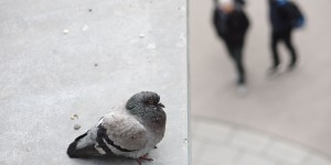 Beitragsbild des Blogbeitrags Projekt 182.0 | Warten auf die Tram