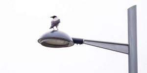 Beitragsbild des Blogbeitrags Mit dem Tele Objektiv in der Seestadt Aspern