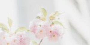 Beitragsbild des Blogbeitrags Hochzeit in Pastellfarben – Inspirationen