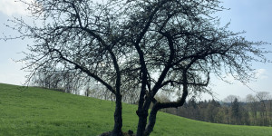 Beitragsbild des Blogbeitrags Der resiliente Baum 