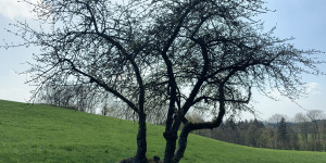 Beitragsbild des Blogbeitrags Der resiliente Baum