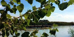 Beitragsbild des Blogbeitrags Hochsommer am Neusiedler See – Photography