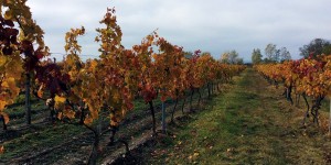 Beitragsbild des Blogbeitrags Impressionen: Herbst im Nationalpark Neusiedler See Seewinkel