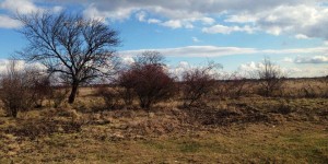 Beitragsbild des Blogbeitrags Natureshots of Nationalpark Neusiedlersee-Seewinkel