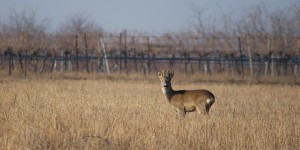 Beitragsbild des Blogbeitrags Tiere und Natur des Nationalparks Neusiedler See – Seewinkel 