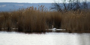 Beitragsbild des Blogbeitrags Wenn die Natur aus dem Winterschlaf erwacht…