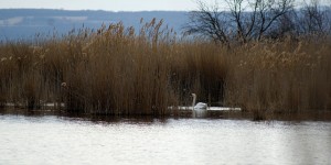 Beitragsbild des Blogbeitrags Wenn die Natur aus dem Winterschlaf erwacht… 