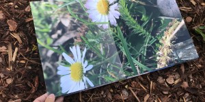 Beitragsbild des Blogbeitrags Mein neues Fotobuch!