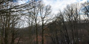Beitragsbild des Blogbeitrags Der Kahlenberg: Nature Shots