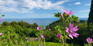 Beitragsbild des Blogbeitrags Nature Shots of Piran & Portoroz – Slovenia
