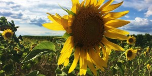Beitragsbild des Blogbeitrags Sonnenblumenfeld