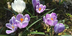 Beitragsbild des Blogbeitrags Nature Photo Shots from the Springtime