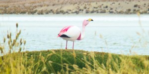 Beitragsbild des Blogbeitrags Uyuni salt flat tour (2/3) – Flamingos and colorful lagoons 